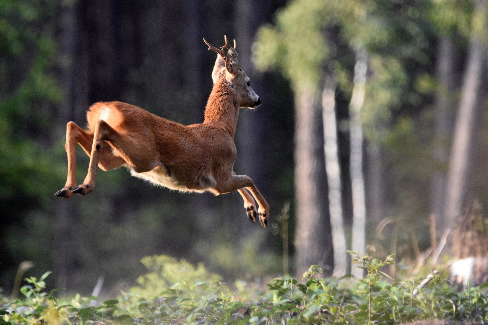 artellliii72 roe deer 8178919 1920