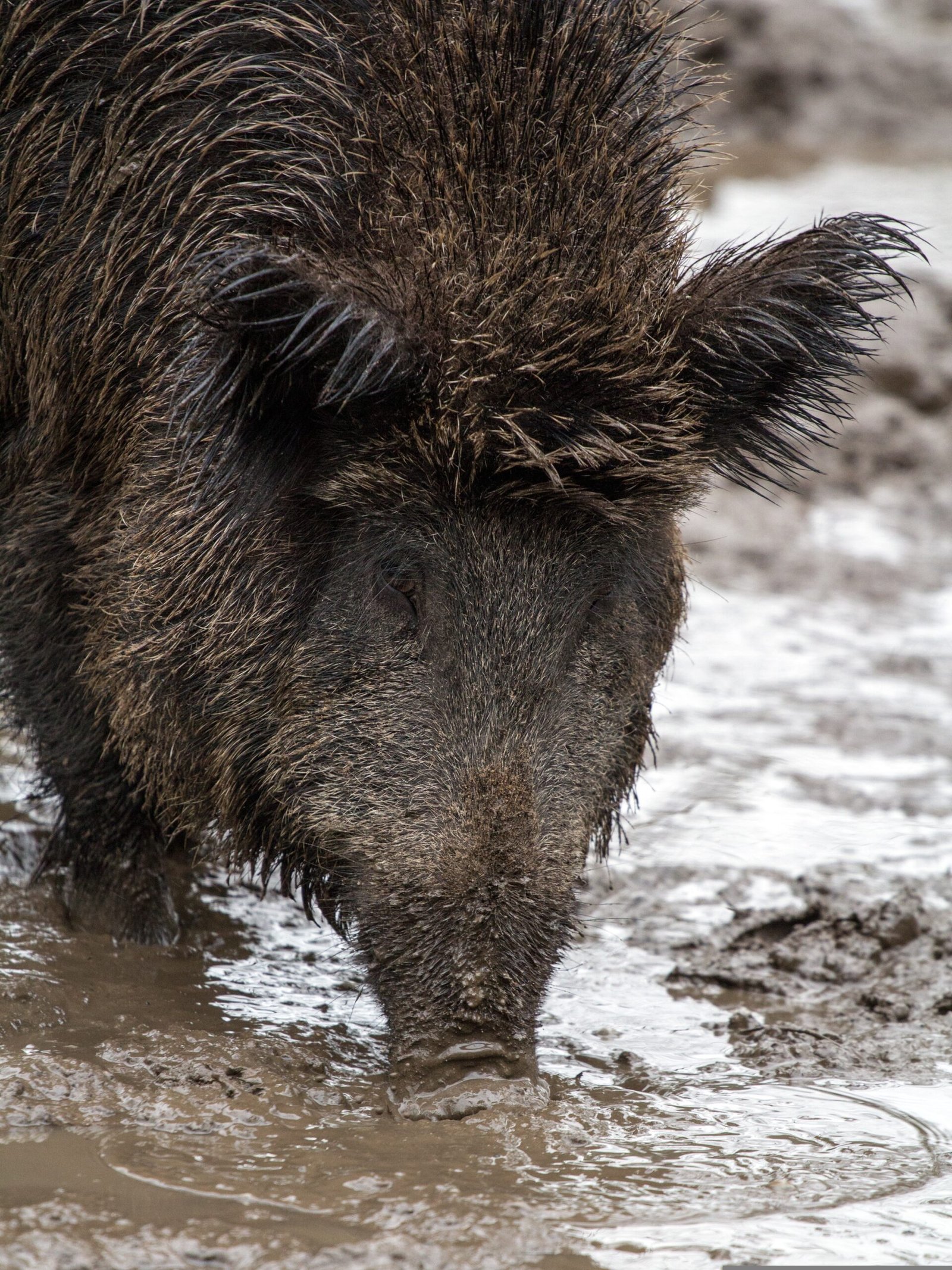 domeckopol wild 659503
