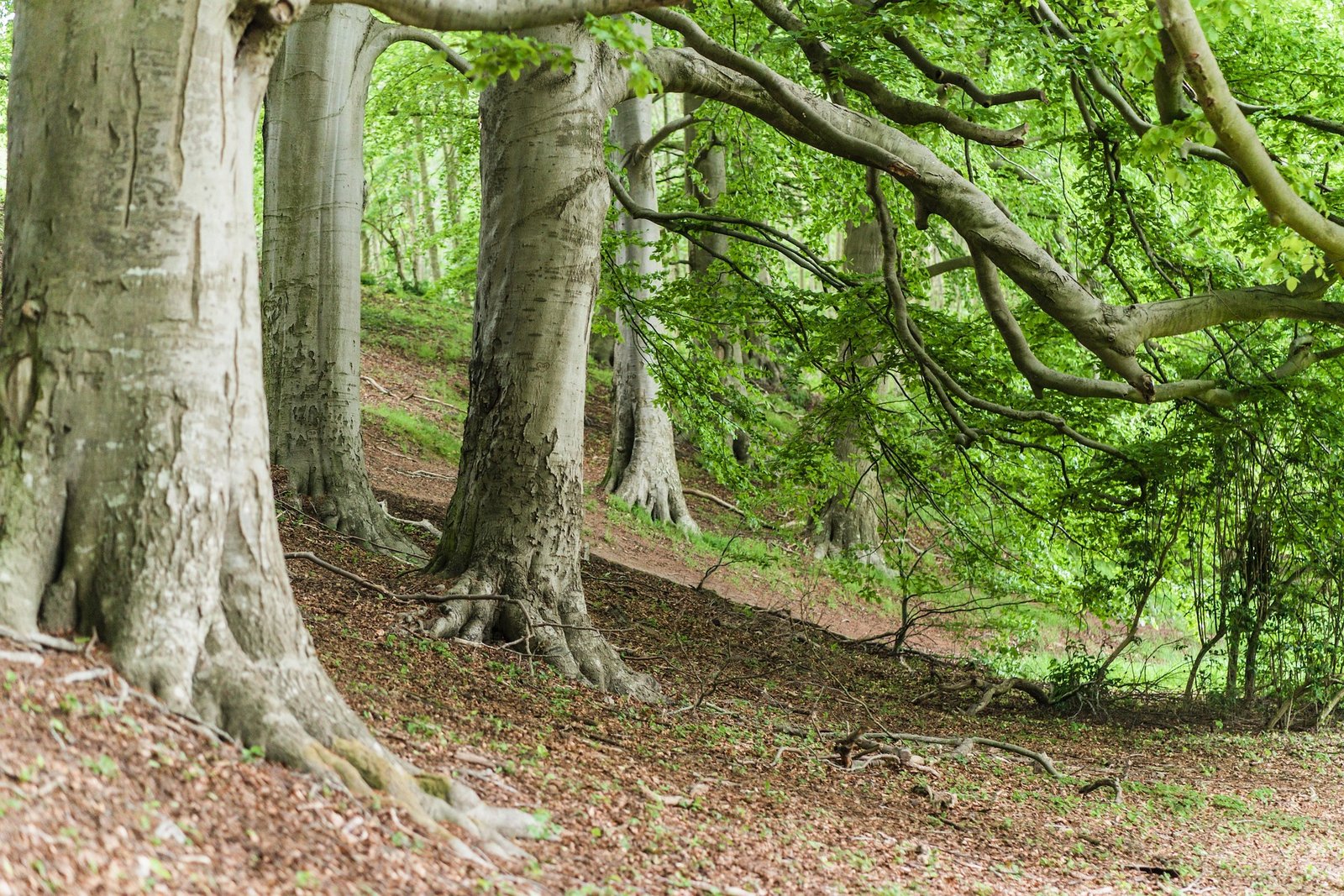 memotravels trees 5203234 1920