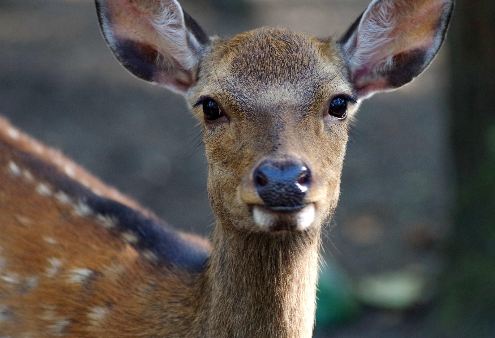 wal 172619 deer 4501860 1920