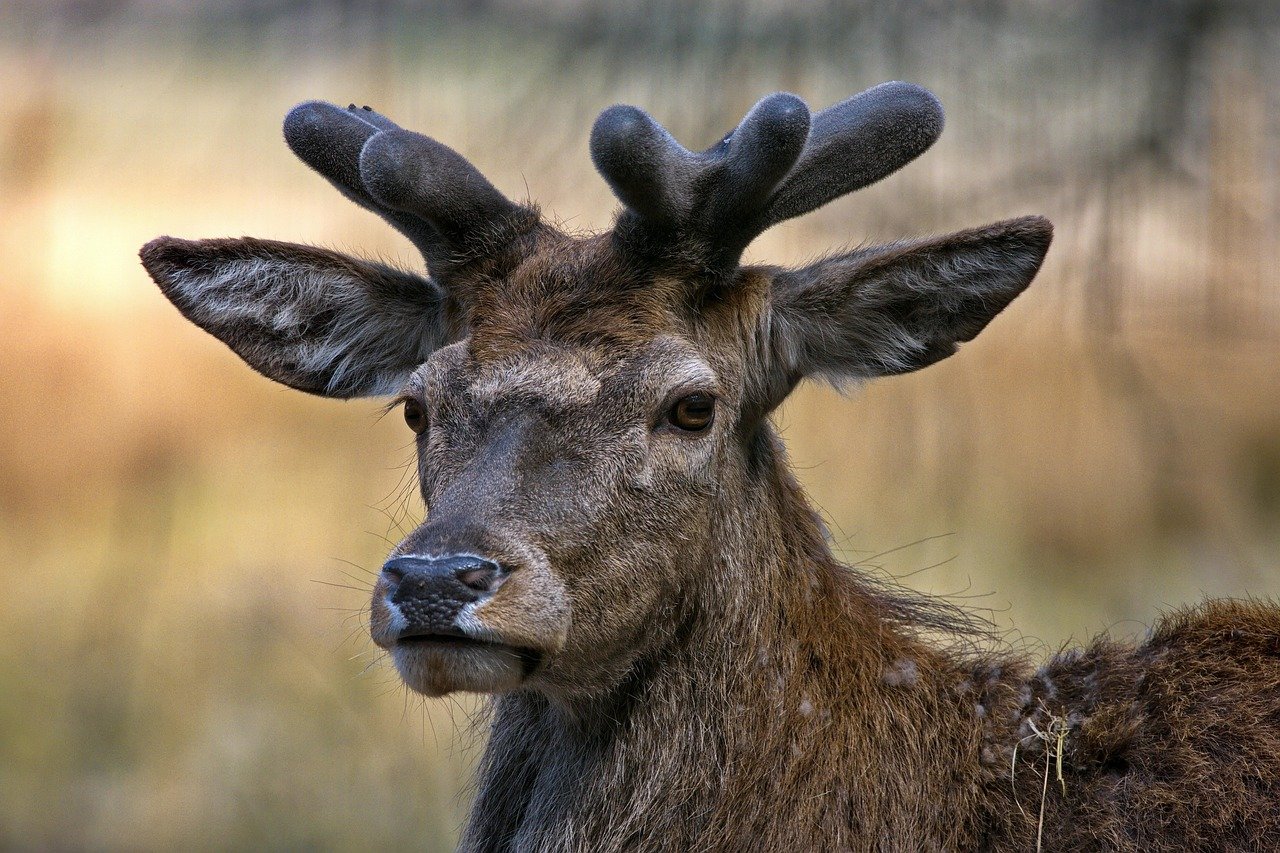 leuchtpunkt red deer 5185818 1280