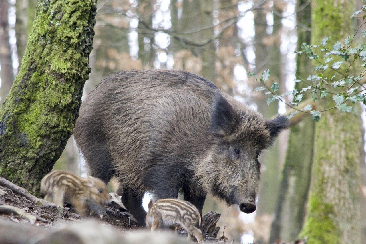 paul henri wild boar 3284138 1280