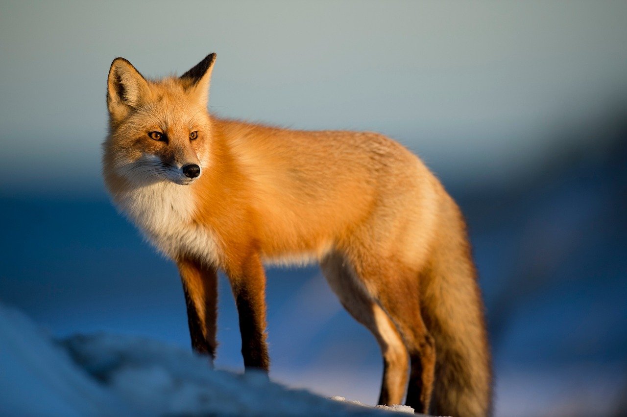 stocksnap fox 2597803 1280